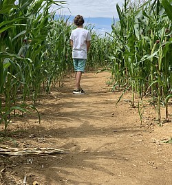 Labyrinthe de maïs