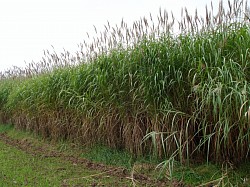 champ de miscanthus