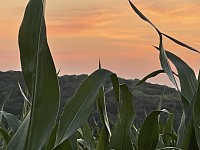 Maïs au coucher de soleil