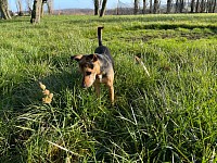 Pas d’animaux au Labymais