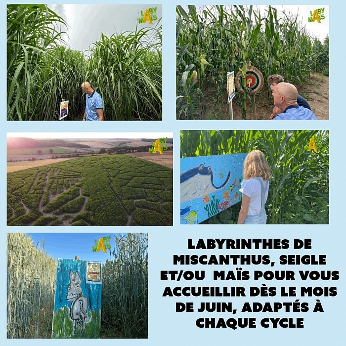 labyrinthes seigle maïs et miscanthus