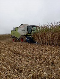 fauchage du maïs à l'automne