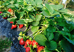cueillette de fraise