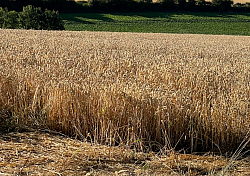 maturation blé