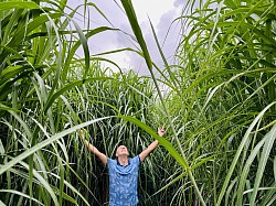 miscanthus