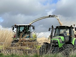 fauchage miscanthus