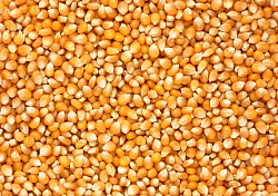 grain de maïs