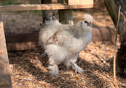 plumette la poule
