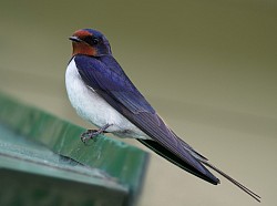 hirondelle