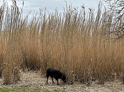 biodiversité miscanthus