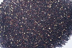 grains de colza