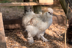 plumette la poule