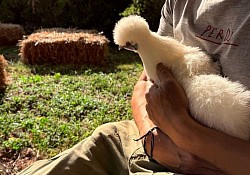 nourrissage des animaux dont les poules