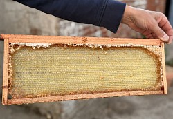 récolte du miel pour la dégustation