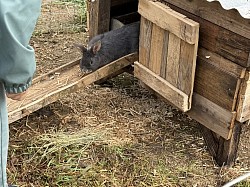 chasse aaux oeufs de paques les animaux