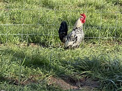 coq de la mini ferme