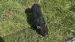 peppa la mascotte cochon de la mini ferme