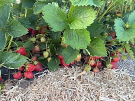 champ de fraises libre cueillette